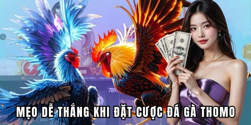 Bật mí mẹo dễ thắng khi đặt cược đá gà Thomo