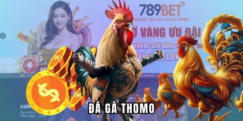 đá gà thomo