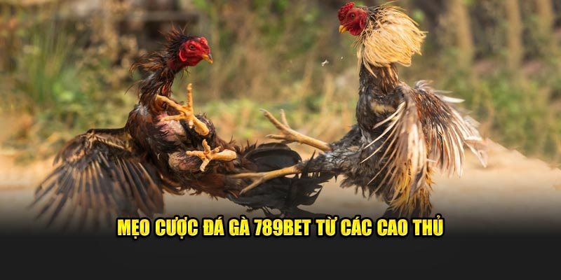 Mẹo chơi đá gà 789BET từ các cao thủ