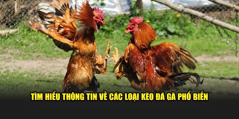 Tìm hiểu thông tin về các loại kèo đá gà phổ biến